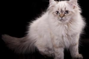 Британские котята от титулованных производителей Город Гатчина